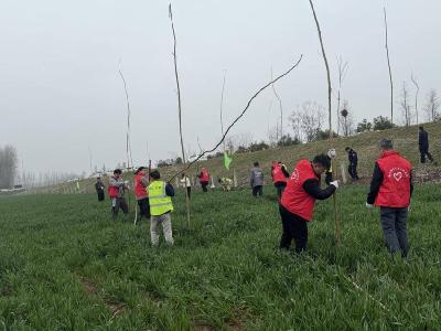 石首市南口镇：春季义务植树农林间作绘就生态画卷