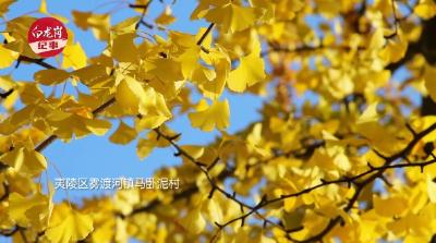 听！树的“声音”——探寻古树年轮中的生态密码