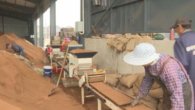 石首市东升镇：“土专家”刘飞领跑春耕增效